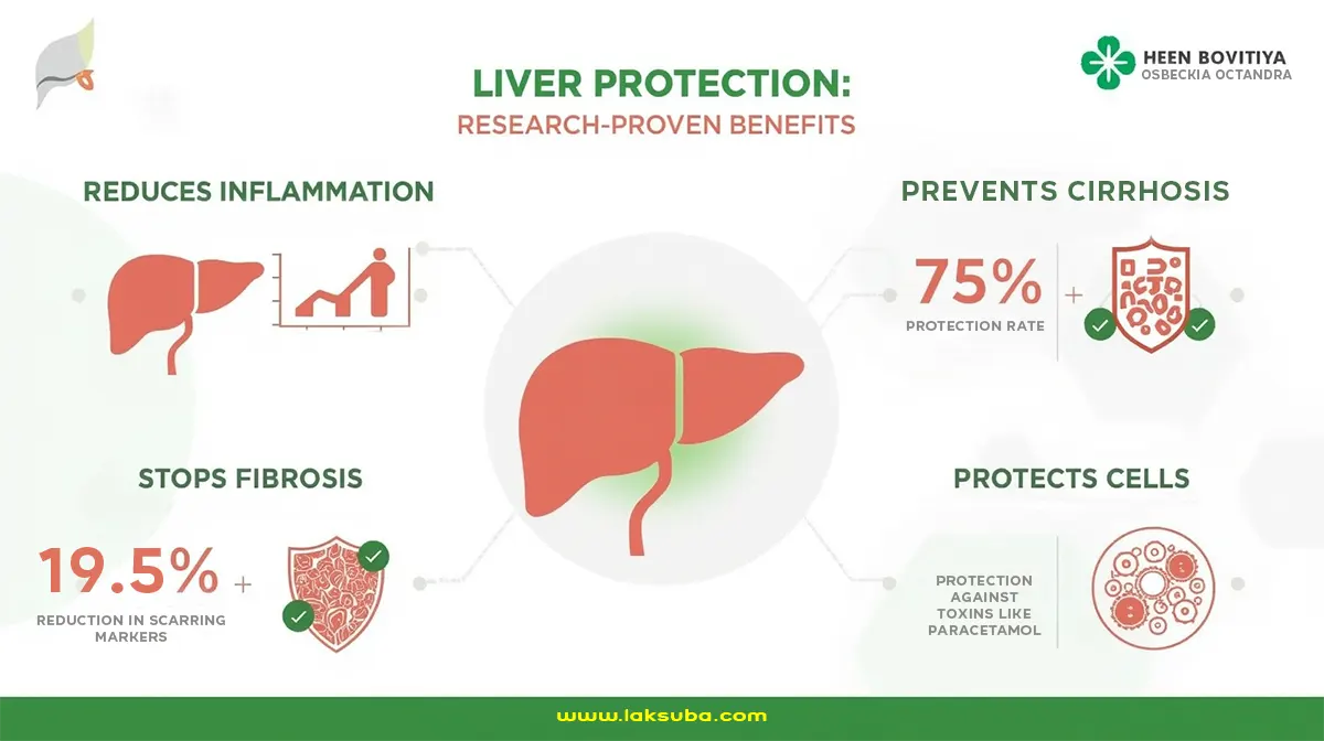 Heen Bovitiya liver protection benefits infographic showing 10x inflammation reduction, 75% cirrhosis prevention, 19.5x fibrosis reduction, and cell protection from toxins - scientifically proven Osbeckia octandra research data